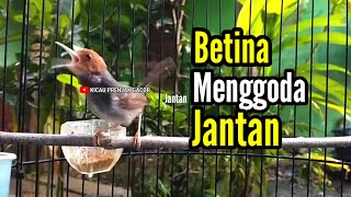 Download lagu PRENJAK BETINA Gacor Istimewa Suara Jernih Menggoda Prenjak Jantan Cocok Buat MASTERAN. mp3