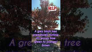 Trees are Dying - Haven’t the trees suffered enough? Pt. 3🌳#shorts  #trees #climatechange