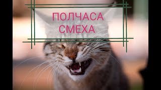 РЖАКА над котами на ПОЛЧАСА! Смотреть ДО КОНЦА)) Топ подборка смешных КОТИКОВ!