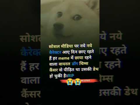 😭😭 #shotsfeed #whatsappstatus #doglover #love #religion #kritika  #muku #mehndidesign #peacock