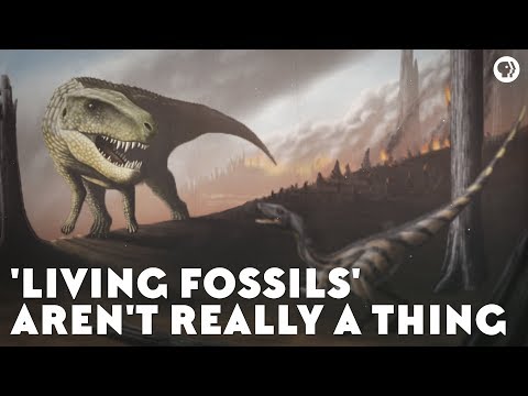 'Living Fossils' Aren't Really a Thing Video