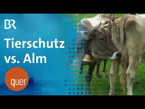 Bergbauern in Aufruhr: Bedroht Tierschutz die Almwirtschaft? | quer vom BR