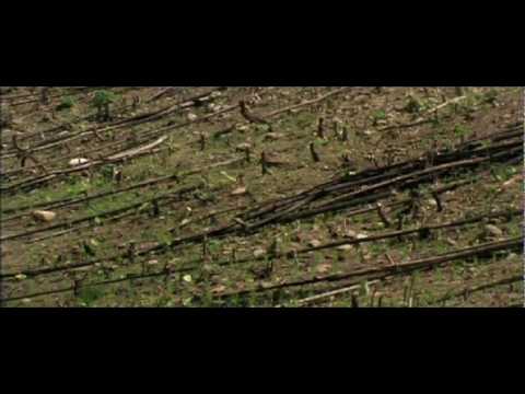 "Amazon" (composed by Bob Belden)