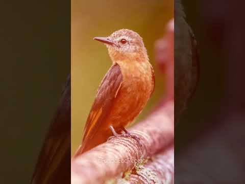 Los Alpes en Recetor Casanare