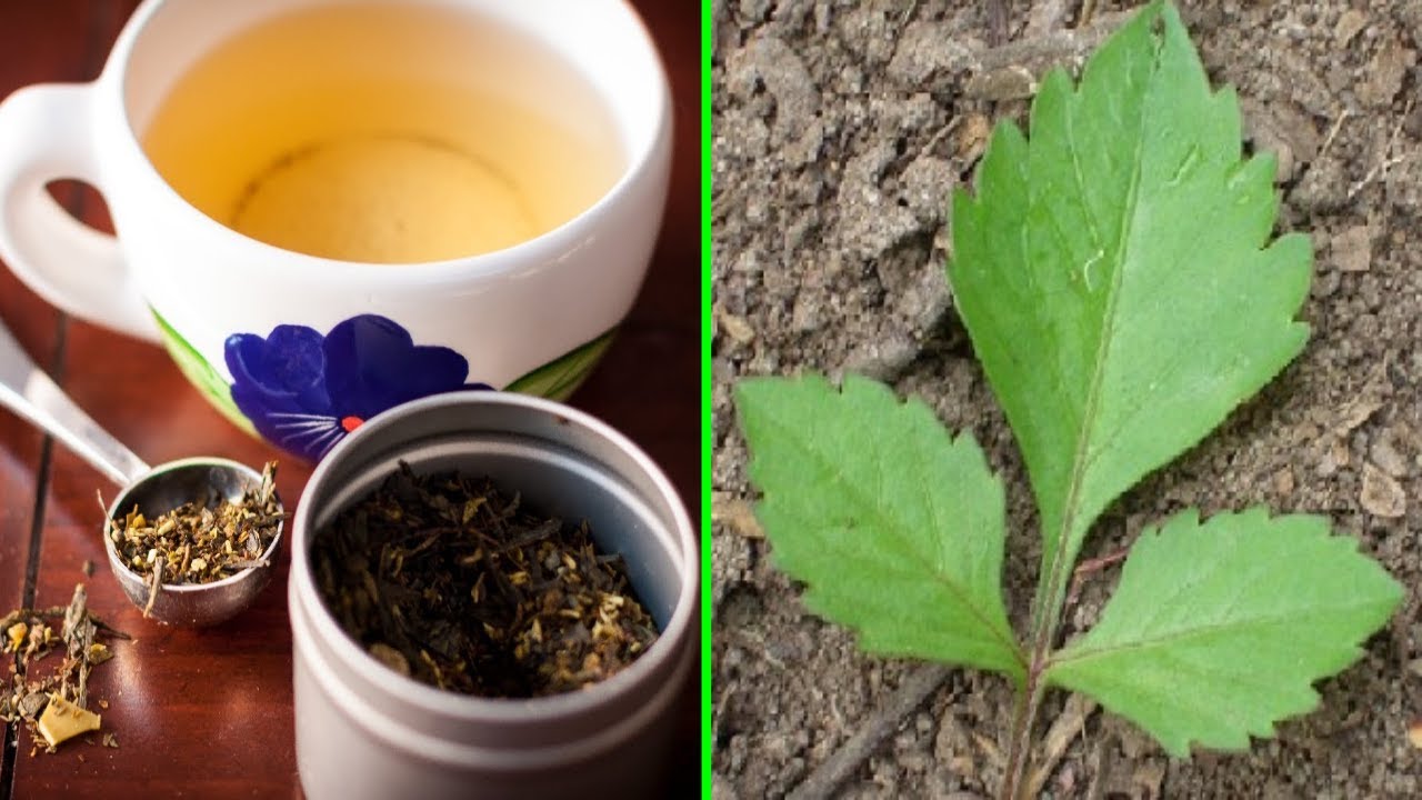 Dor nos Nervos, nas Pernas, Gordura no Fígado e Gastrite #Remédio 💖 MARILENE SARAH FIALHO