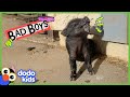 Loki The Piglet Keeps Nibbling Our Feet But We Love Him Bad Boys And Girls Dodo Kids