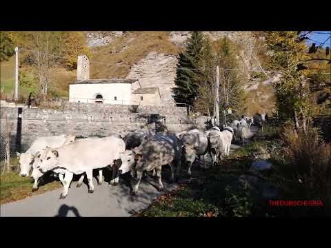 TRANSUMANZE A CASTELDELFINO IN VALLE VARAITA (CN) DOM. 17 - 10 -  2021.