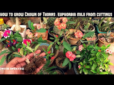 , title : 'Grow Crown of Thorns/Euphorbia Milii From Cuttings (Fast N Easy)'