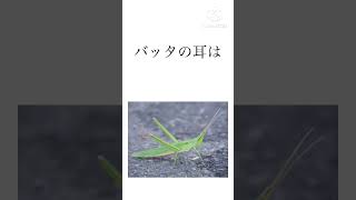 #shorts  ＃昆虫 ＃雑学 ＃トリビア #ゆっくり解説