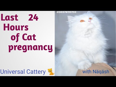 Top 8 Signs Cat is in Labor | Last 24 hours of  cat pregnancy