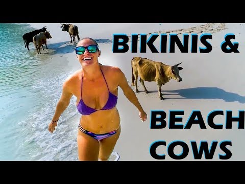 BIKINIS & BEACH COWS - S2:E78