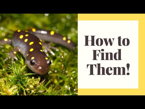 9 Tips To Find Salamanders In The Wild