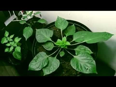 Trinidad Moruga Scorpion seven days timelapse!