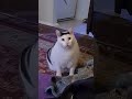 youtube thumb