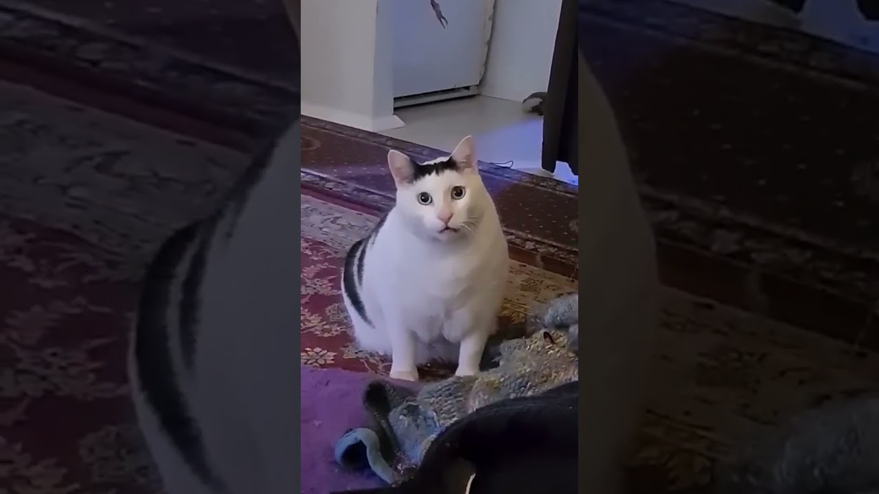 Huh Cat Meme - Original Video with Huh Sound