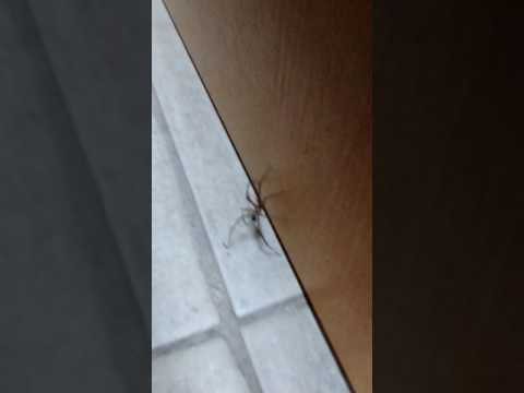 いわゆる「シオマネキ」クモ