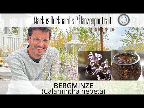 Die BESTE Pflanze im Herbst, warum du sie haben MUSST, Calamintha nepeta, Bergminze