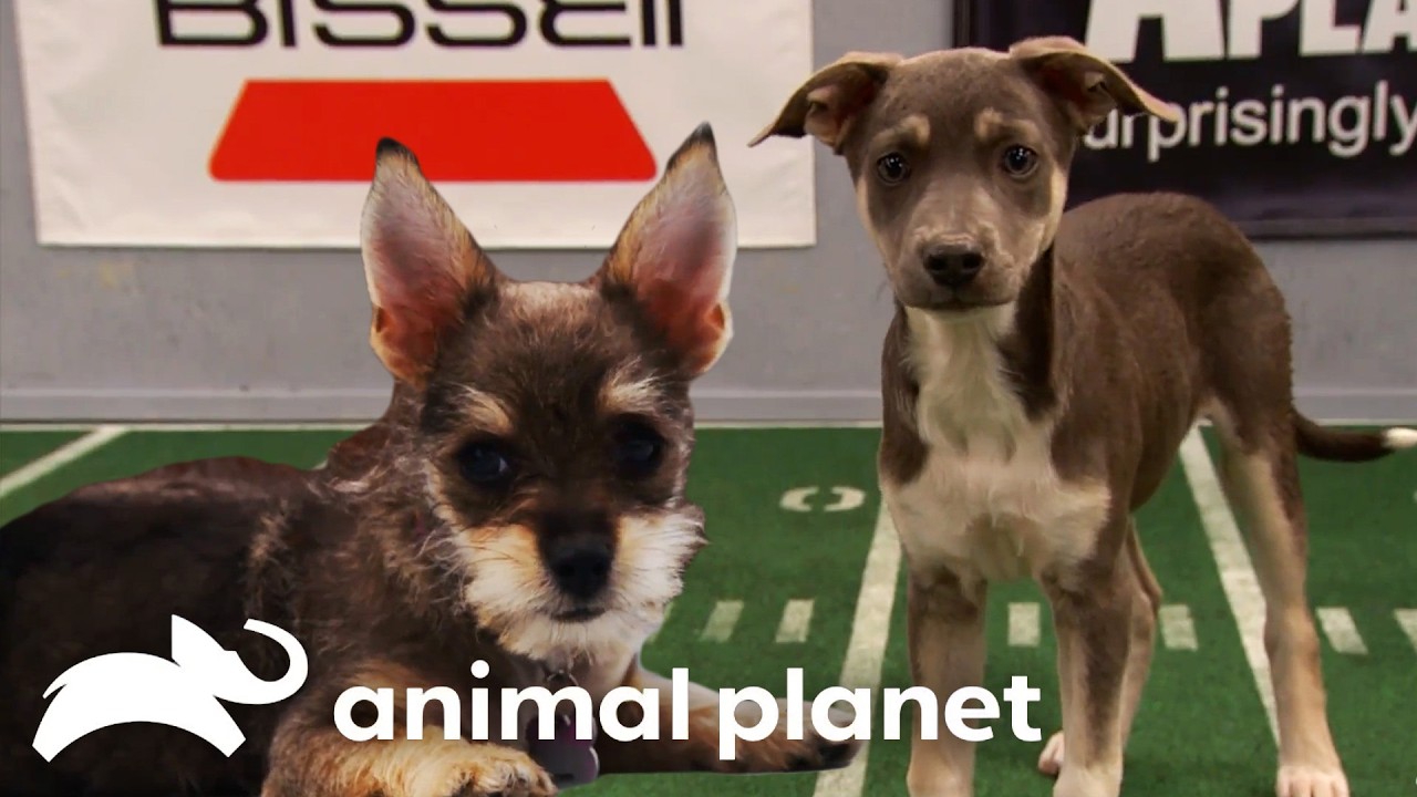 Smallest Puppy Players Ever | Puppy Bowl | Animal Planet