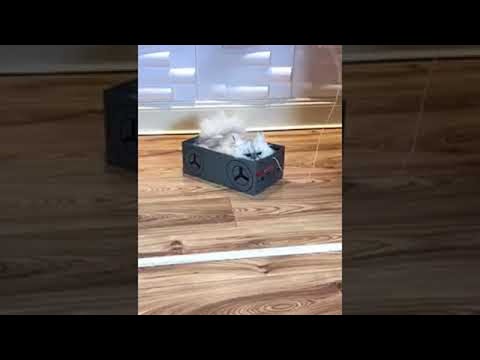 Кошка катается в коробке