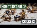 How to Get Rid of Crickets (4 Easy Steps)