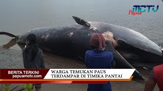 Warga Temukan Ikan Paus Terdampar di Timika Pantai