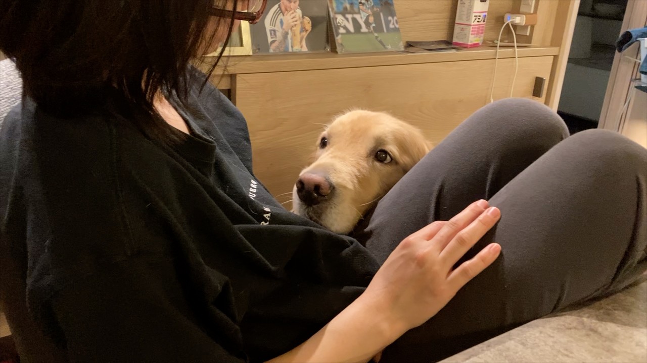 大型犬が甘え方を覚えると、こうなってしまいます・・・