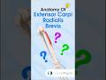 Extensor Carpi Radialis Brevis Physiotherapy Physicaltherapy Tenniselbow Lateralepicondylitis