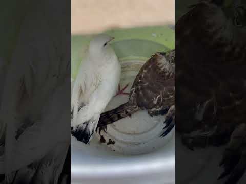 Eagle ka attack Kabutar pr | Eagle attack on pigeon | #shorts #viral #youtubeshorts #trending #yt