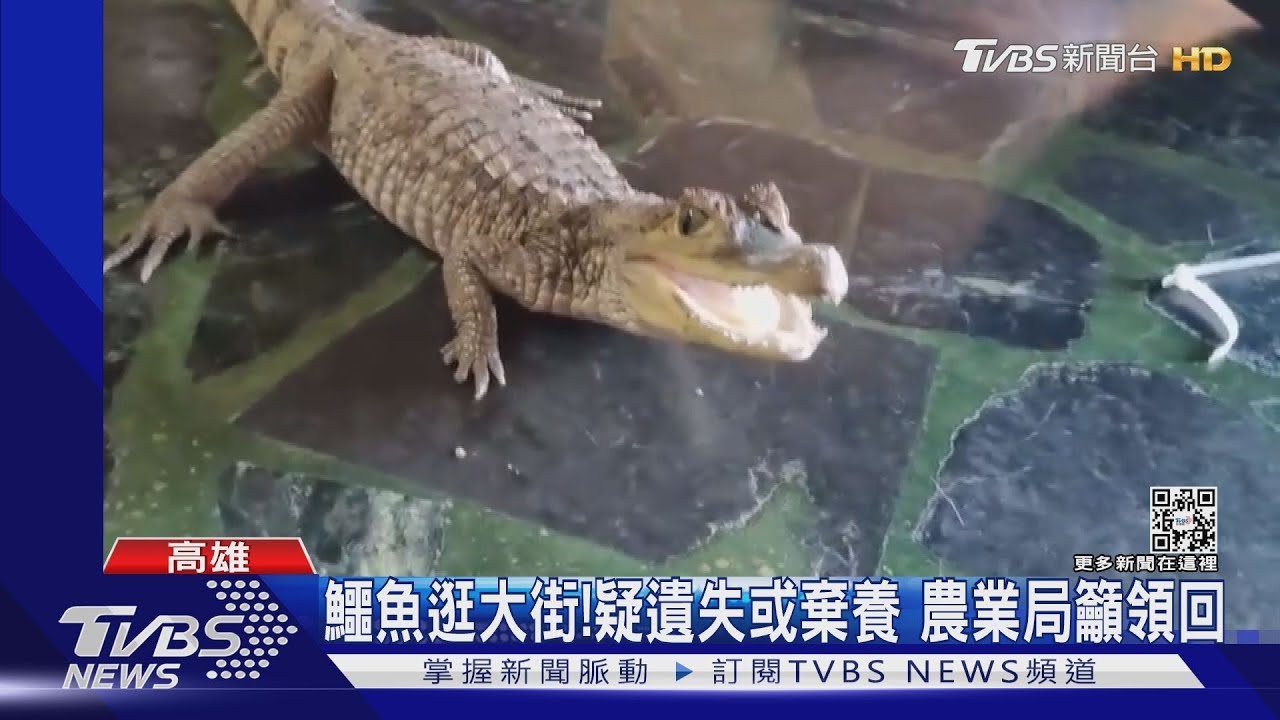 花容失色!60cm鱷魚逛大街 女子急跳開民眾圍捕
