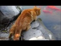 Shanghai Great Yellow Cat Catch Fish So Easily