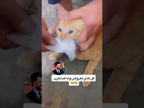 #اهميه #اكسبلور #زافير #طيور #حمام #pigeon #مايكاب #متابعه #في #لايك #تجميل #عطور