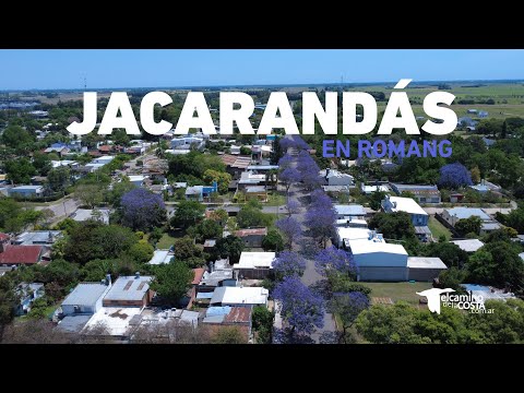 Jacarandás en Romang