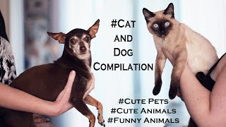 Funny Animals | Cute Animals | Cute Pets | Funny Cat And Dog Compilation | Naughty Animals