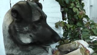 Tony Molina , Hung up on a Dream