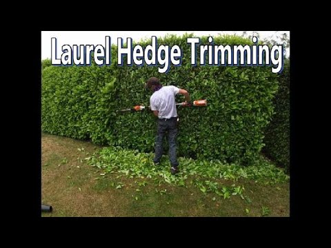 Trimming a LAUREL hedge