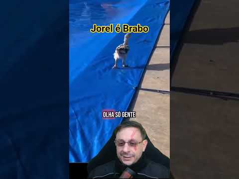 Bio Fatos! o pinto comeu a aranha!#animais #natureza #biologia #curiosidades #aranha