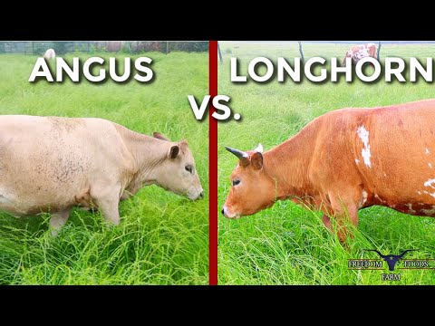 , title : 'ANGUS VS. TEXAS LONGHORN II Can Longhorns Compete With Beef Breeds When It Comes To Weight Gain?!?'