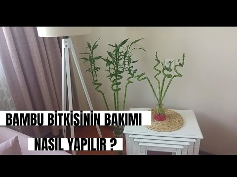 , title : 'Bambu Bitkisi Bakımı Nasıl Yapılır❓Lucky Bambu Sulama,Mumlama Yöntemi,Sararan Bambu Nasıl Kurtarılır'