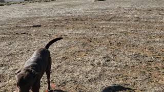 Retriever Training with Diversions