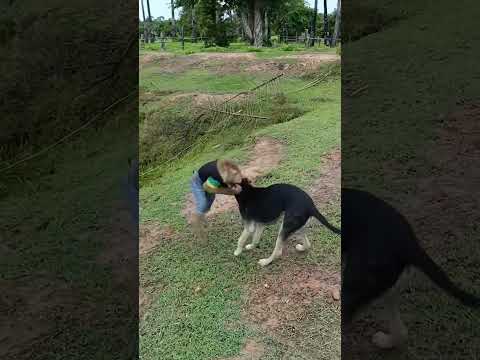 #youtubeshorts #shorts #dog#monkey 😆