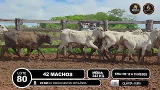 Vídeo LOTE 80