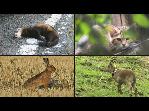Diese Säugetiere stehen auf der Roten Liste | AFP