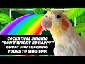 COCKATIELS SINGING Don T Worry Be Happy Great For Teaching Yours To Sing Too