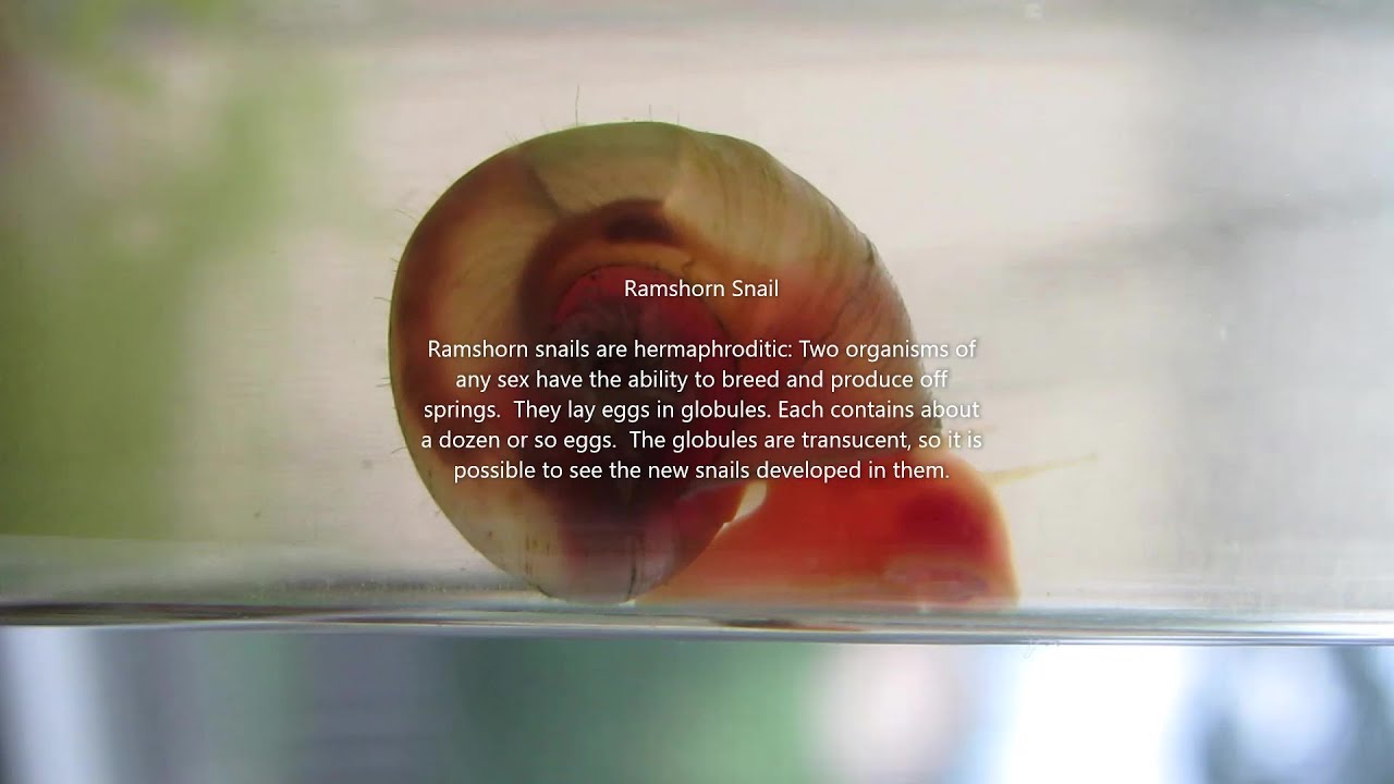 Ramshorn Snails • Care Guide (Mates, Breeding & Eggs)