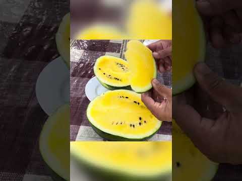 Кавун Оранж кінг на Вінничині, Дегустація !