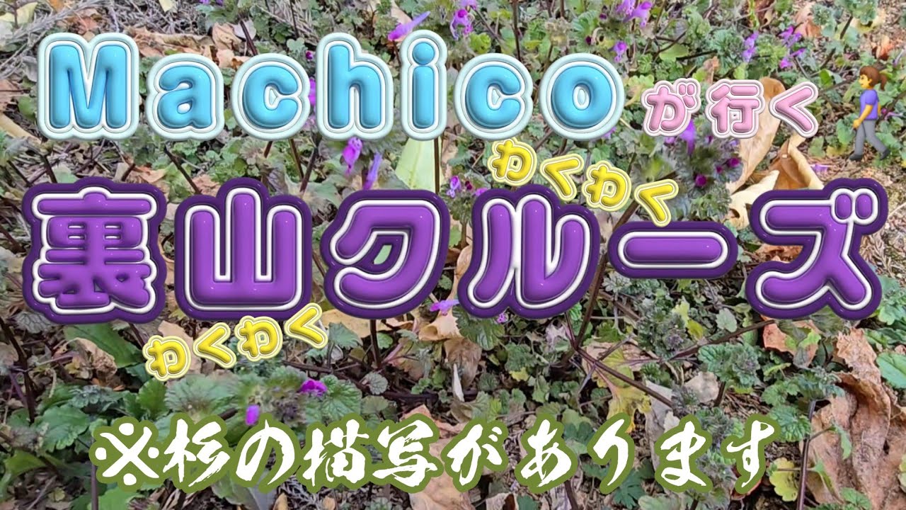 【※視点酔い注意】裏山クルーズ【Machico】
