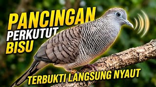 Download lagu Perkutut Lokal Gacor Suara Besar Pancingan Burung Perkutut Agar Cepat Bunyi. mp3