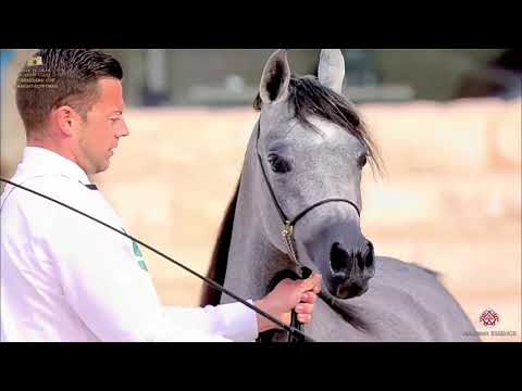 N 139 MOHIBAH ALNAWASI   The Breeders Cup   Kuwait 2020   Straight Egyptians   2 Years Old Fillies C