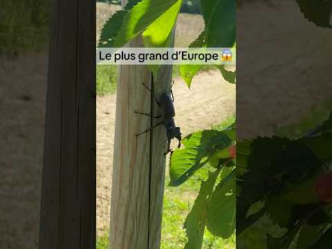 L’insecte le plus grand d’Europe #potager #jardin #agriculture #naturelovers #astuce