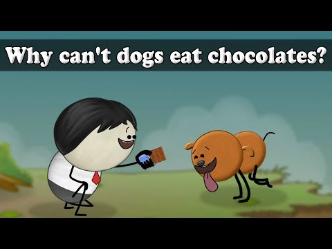 Why can't dogs eat chocolates? | #aumsum #kids #science #education #children